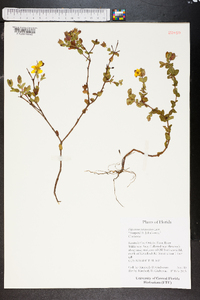 Hypericum tetrapetalum image