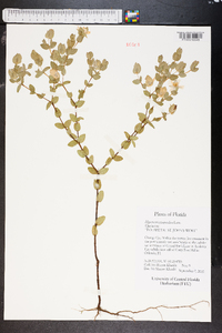 Hypericum tetrapetalum image