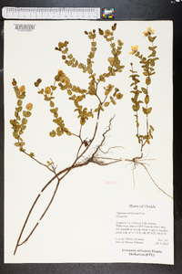 Hypericum tetrapetalum image