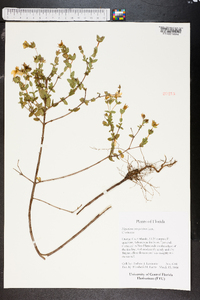 Hypericum tetrapetalum image