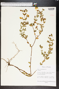 Hypericum tetrapetalum image