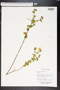 Hypericum tetrapetalum image