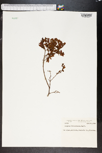 Ascyrum edisonianum image