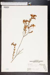 Hypericum myrtifolium image