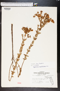 Hypericum myrtifolium image