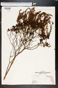 Hypericum fasciculatum image