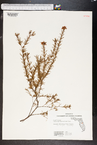 Hypericum fasciculatum image