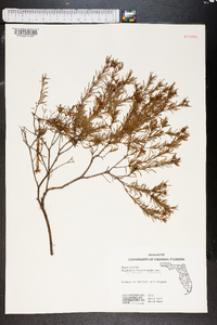 Hypericum fasciculatum image