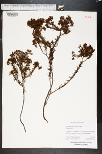 Hypericum fasciculatum image