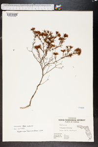 Hypericum fasciculatum image