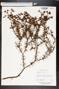 Hypericum fasciculatum image