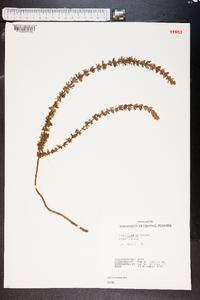 Hypericum galioides image