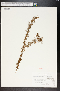 Hypericum galioides image