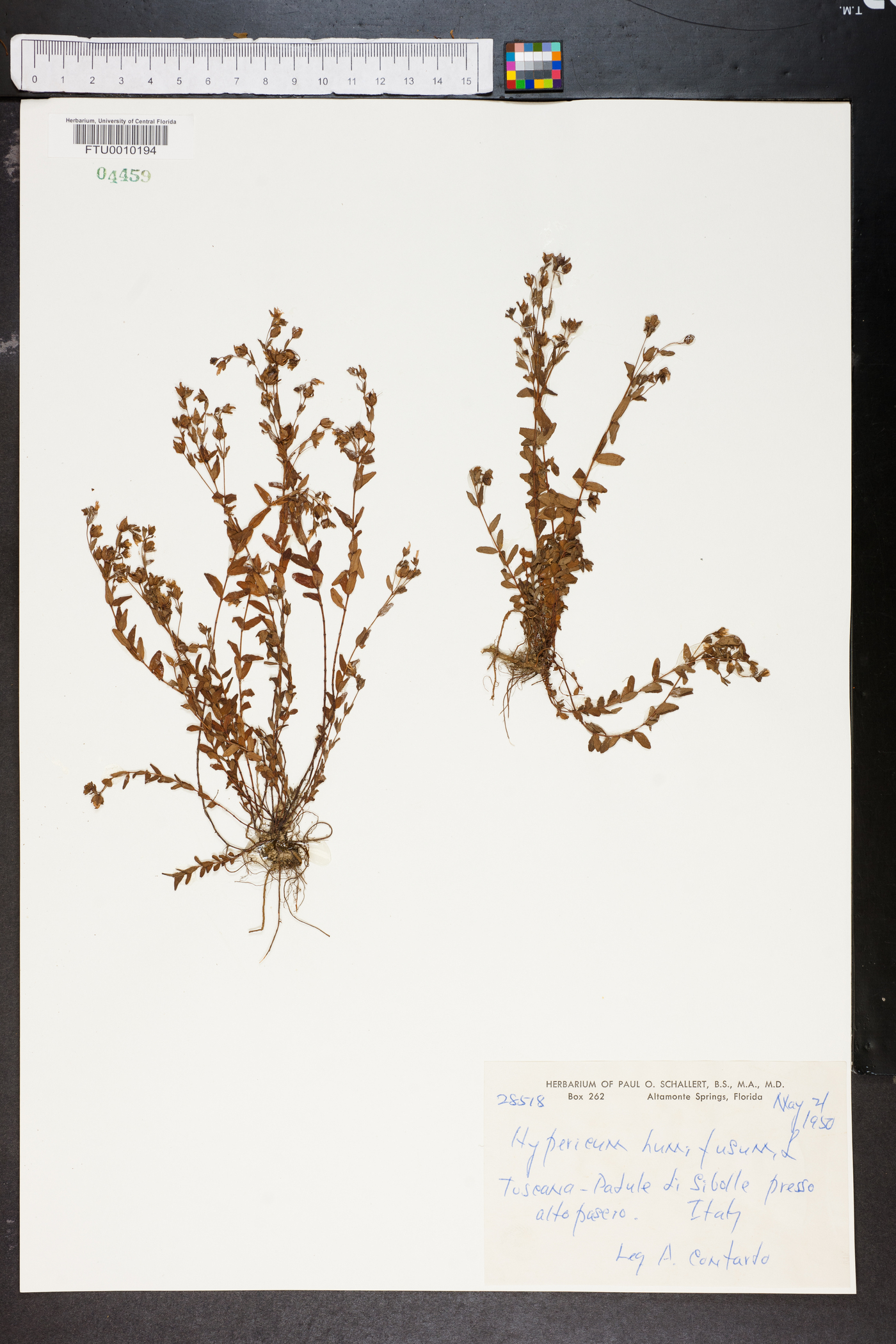 Hypericum humifusum image