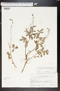 Desmodium incanum image