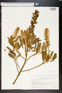 Lupinus diffusus image