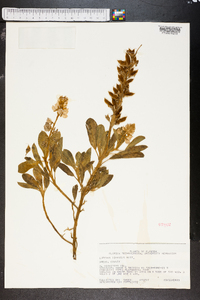 Lupinus diffusus image