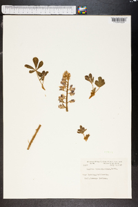 Lupinus hirsutissimus image