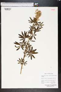 Lupinus sericeus image