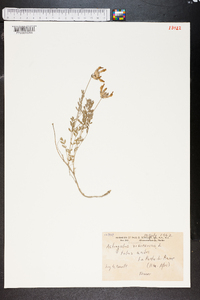 Astragalus vesicarius image