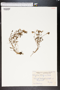 Astragalus norvegicus image