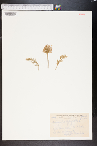 Astragalus agrestis image