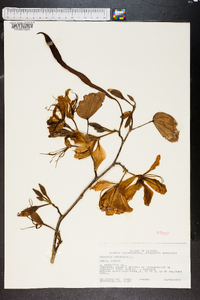 Bauhinia variegata image