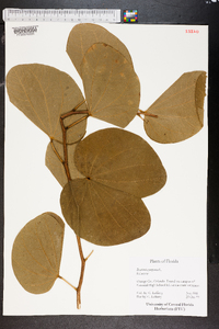 Bauhinia purpurea image