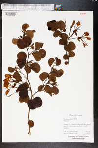 Bauhinia galpinii image