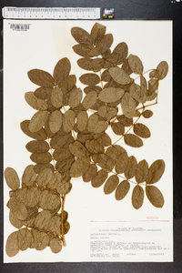 Caesalpinia bonduc image