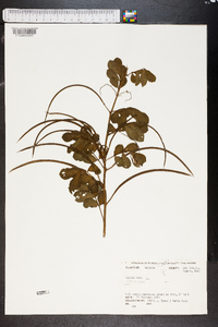 Senna obtusifolia image