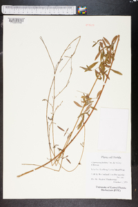 Chapmannia floridana image