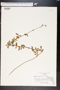 Chapmannia floridana image