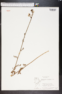 Chapmannia floridana image