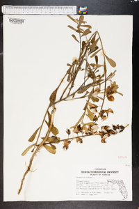 Crotalaria retusa image