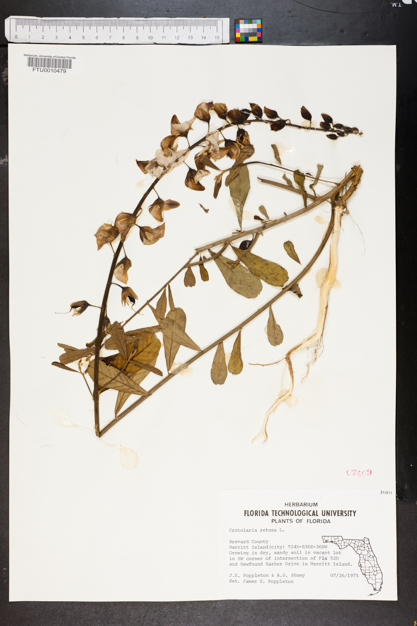 Crotalaria retusa image