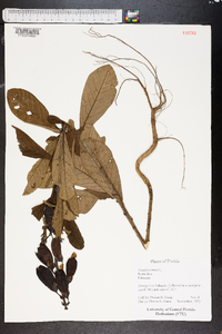 Crotalaria retusa image