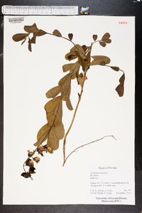 Crotalaria purshii image