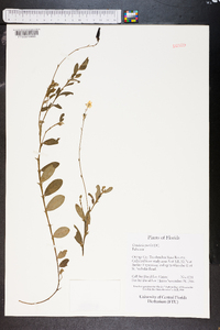 Crotalaria purshii image