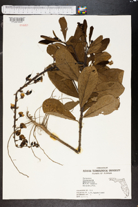 Crotalaria spectabilis image