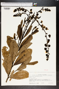 Crotalaria spectabilis image