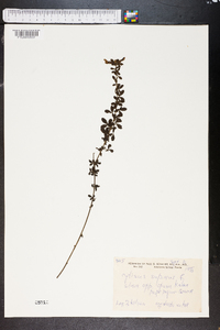 Chamaecytisus supinus image