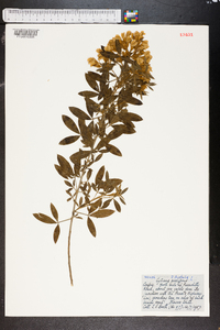 Cytisus proliferus image