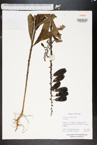 Crotalaria spectabilis image