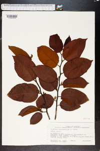 Dalbergia ecastaphyllum image