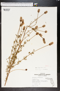 Dalea carnea image