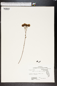 Dalea pinnata image