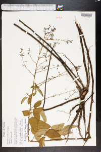 Desmodium floridanum image