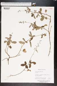 Desmodium incanum image