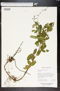 Desmodium incanum image